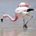 Andean Flamingo - Photo (c) Luca Boscain, some rights reserved (CC BY-NC)
