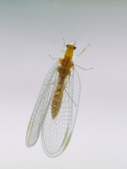 Chrysoperla pallida
