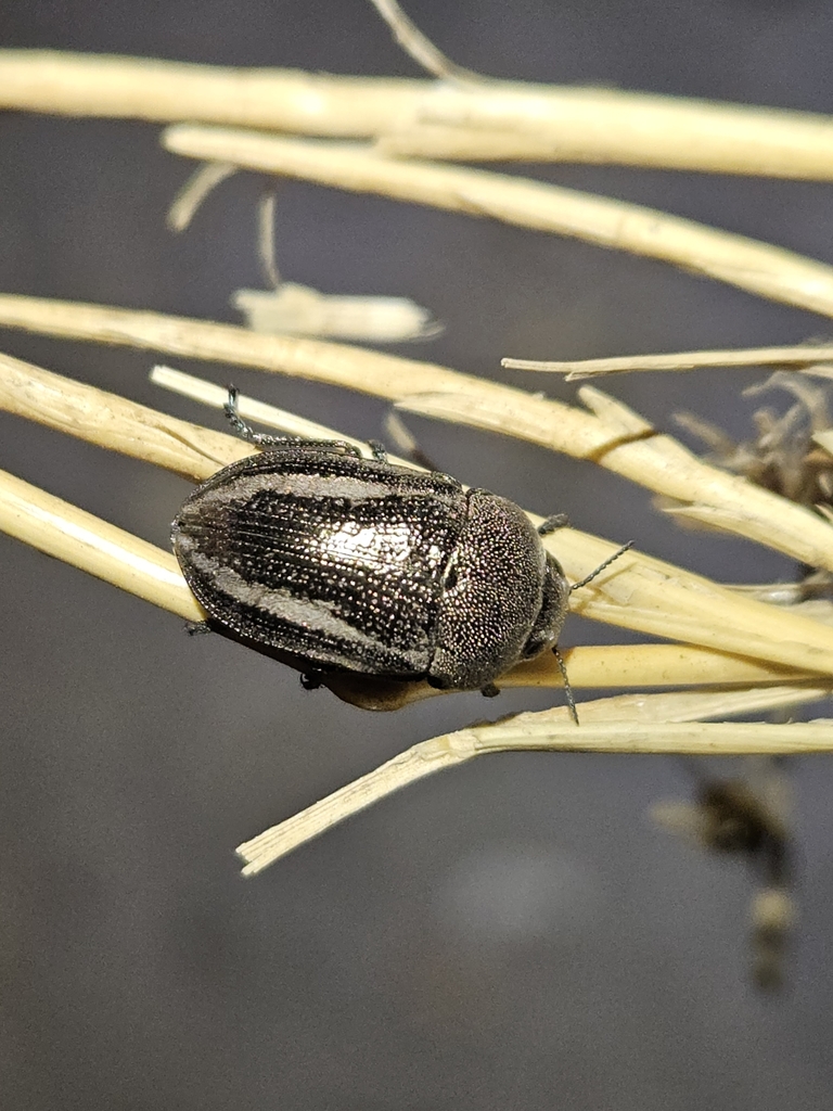 Cyphosoma lawsoniae