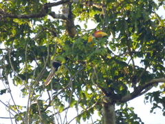 Rhabdotorrhinus corrugatus