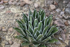 Agave pintilla