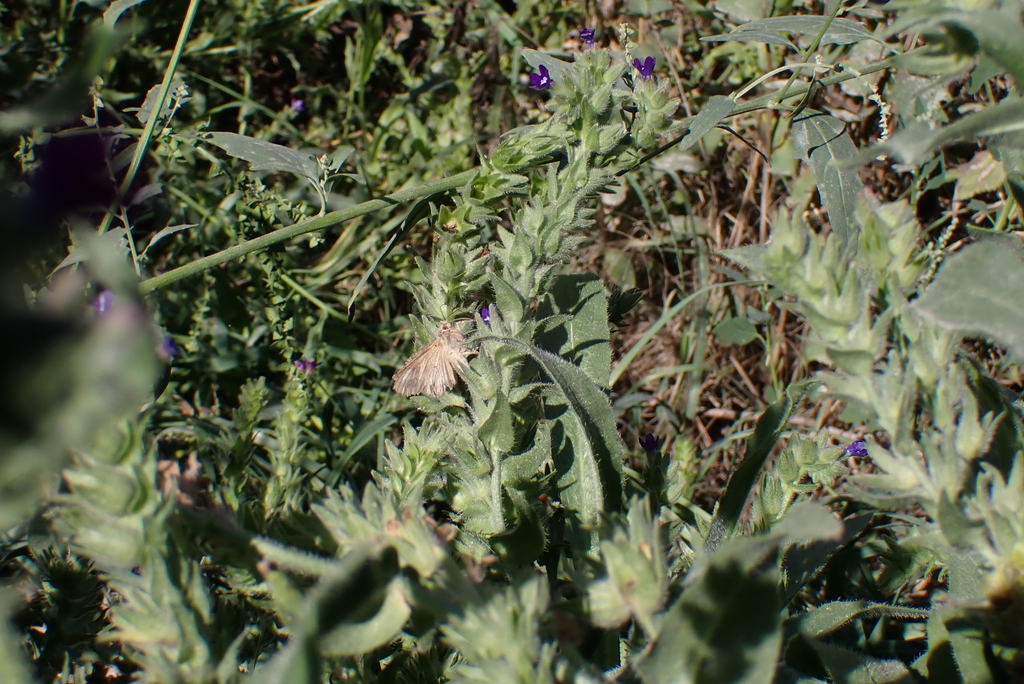 Observation from Cape Floral Region Protected Areas
