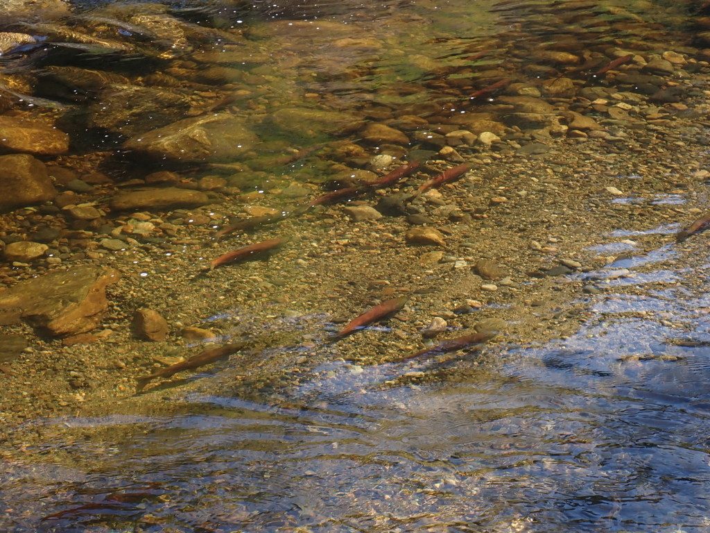 Observation from Cape Floral Region Protected Areas
