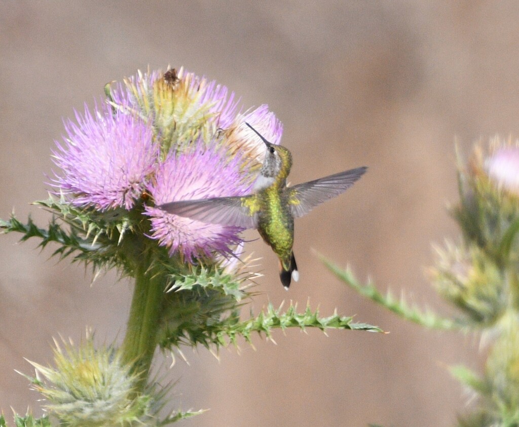 Rufous Hummingbird from Harney County, OR, USA on September 6, 2025 at ...