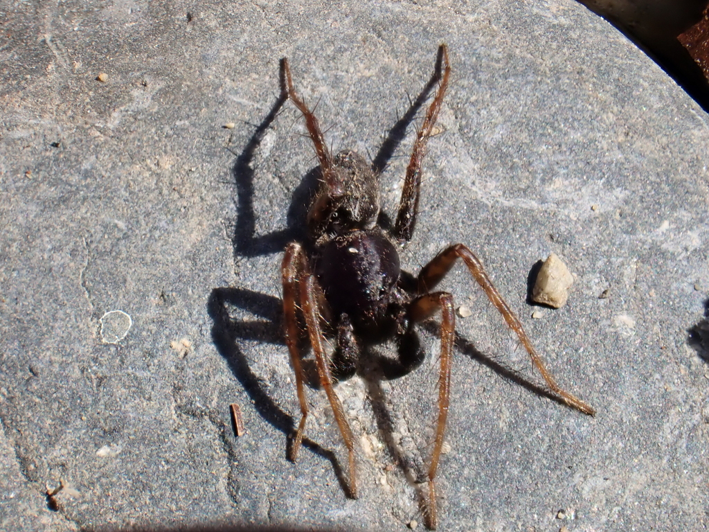 Observation from Cape Floral Region Protected Areas