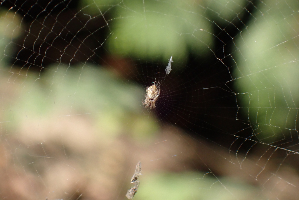 Observation from Cape Floral Region Protected Areas