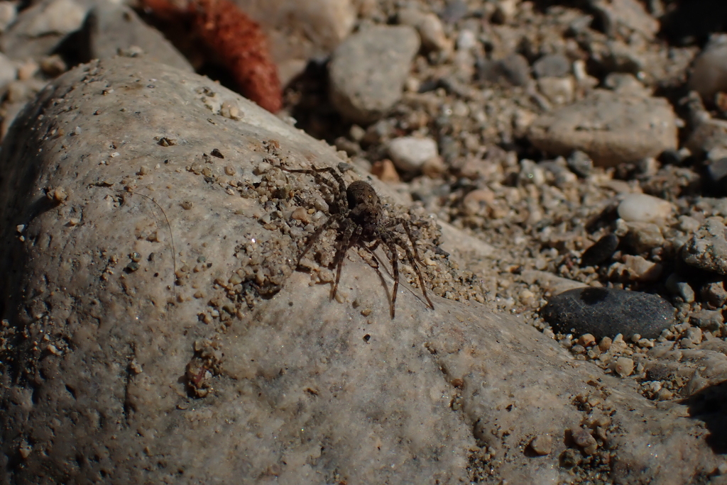Observation from Cape Floral Region Protected Areas