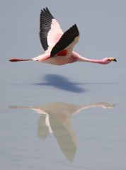 Phoenicoparrus jamesi