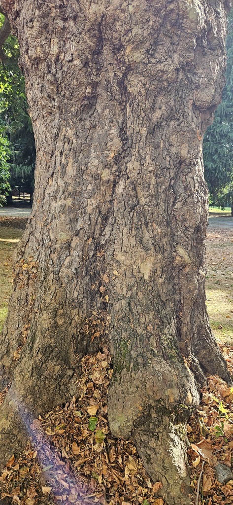 Observation from Ivindo National Park