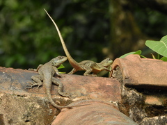 Tropidurus torquatus