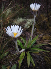 Celmisia spectabilis