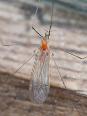 Dicranomyia modesta