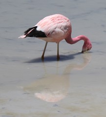 Phoenicoparrus andinus