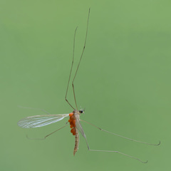 Dicranomyia modesta