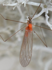 Dicranomyia modesta