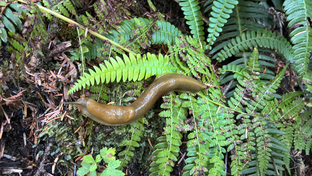 Observation from Cape Floral Region Protected Areas