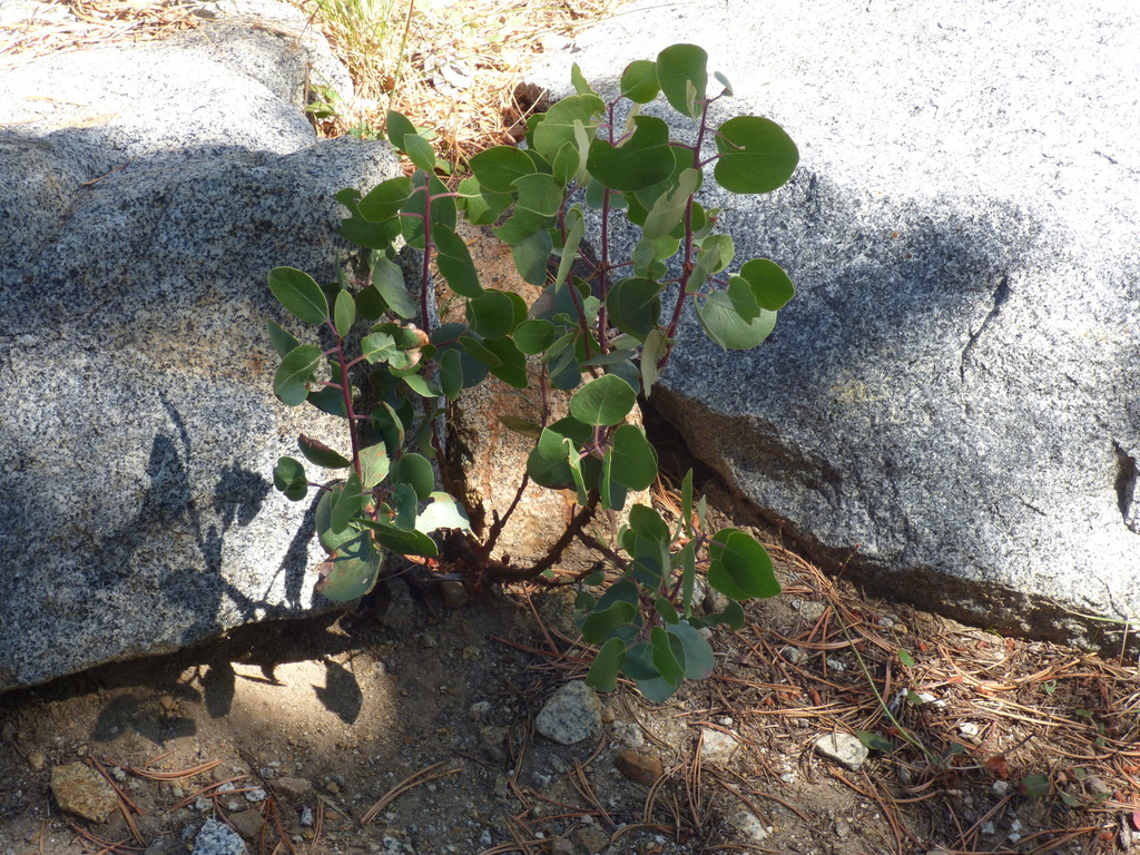 Observation from Hyrcanian Forests