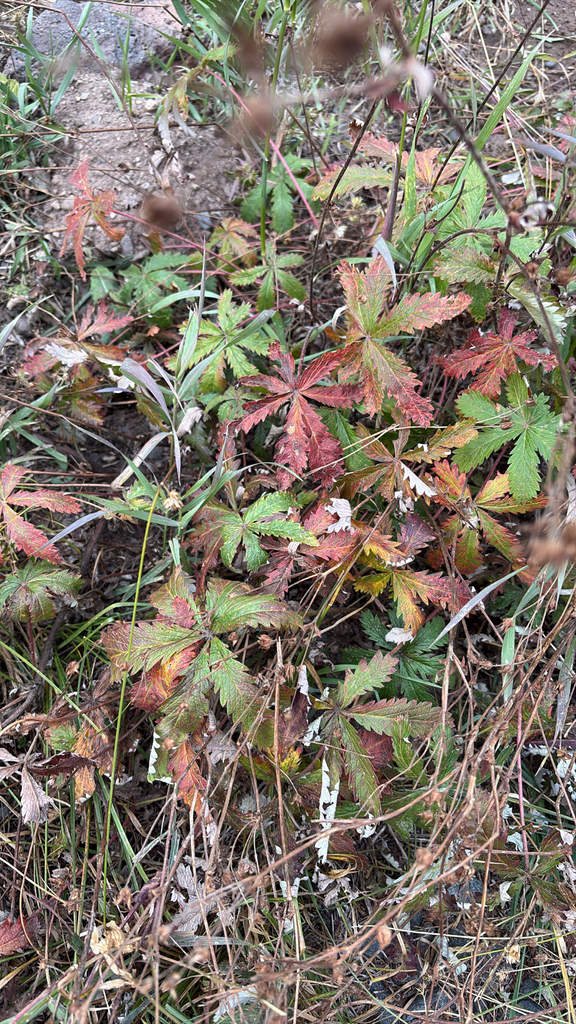 Observation from Cape Floral Region Protected Areas