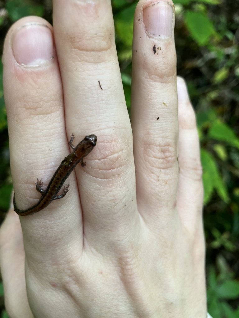 Observation from Cape Floral Region Protected Areas