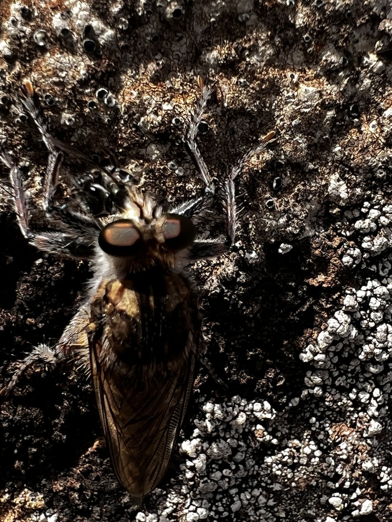Observation from Cape Floral Region Protected Areas