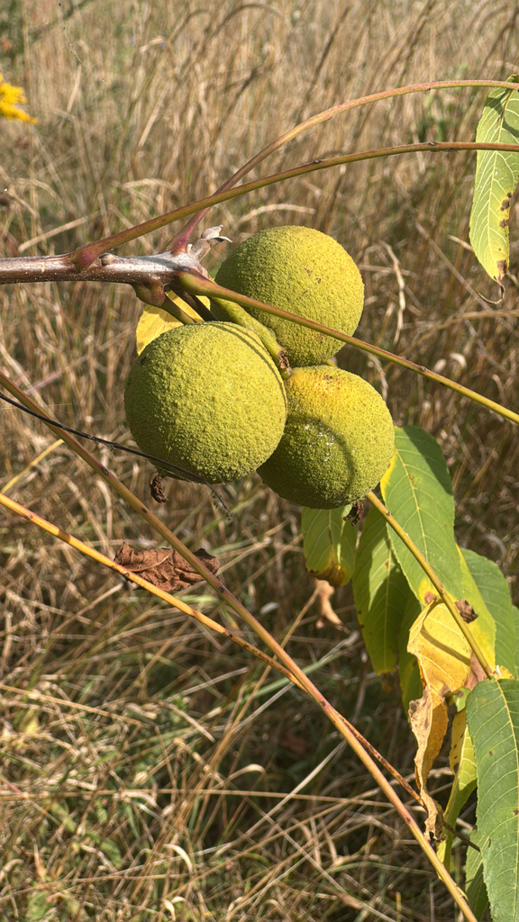 Observation from Ivindo National Park