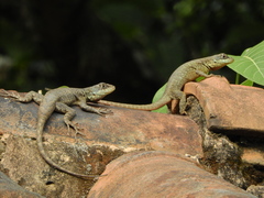 Tropidurus torquatus