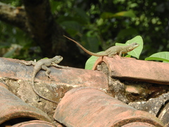 Tropidurus torquatus
