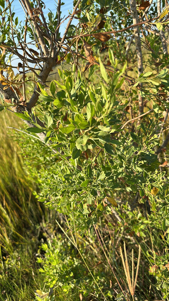Observation from Hyrcanian Forests