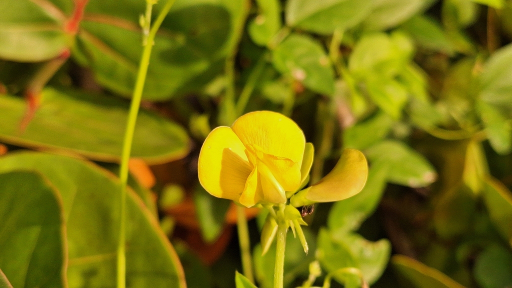 Observation from Hyrcanian Forests
