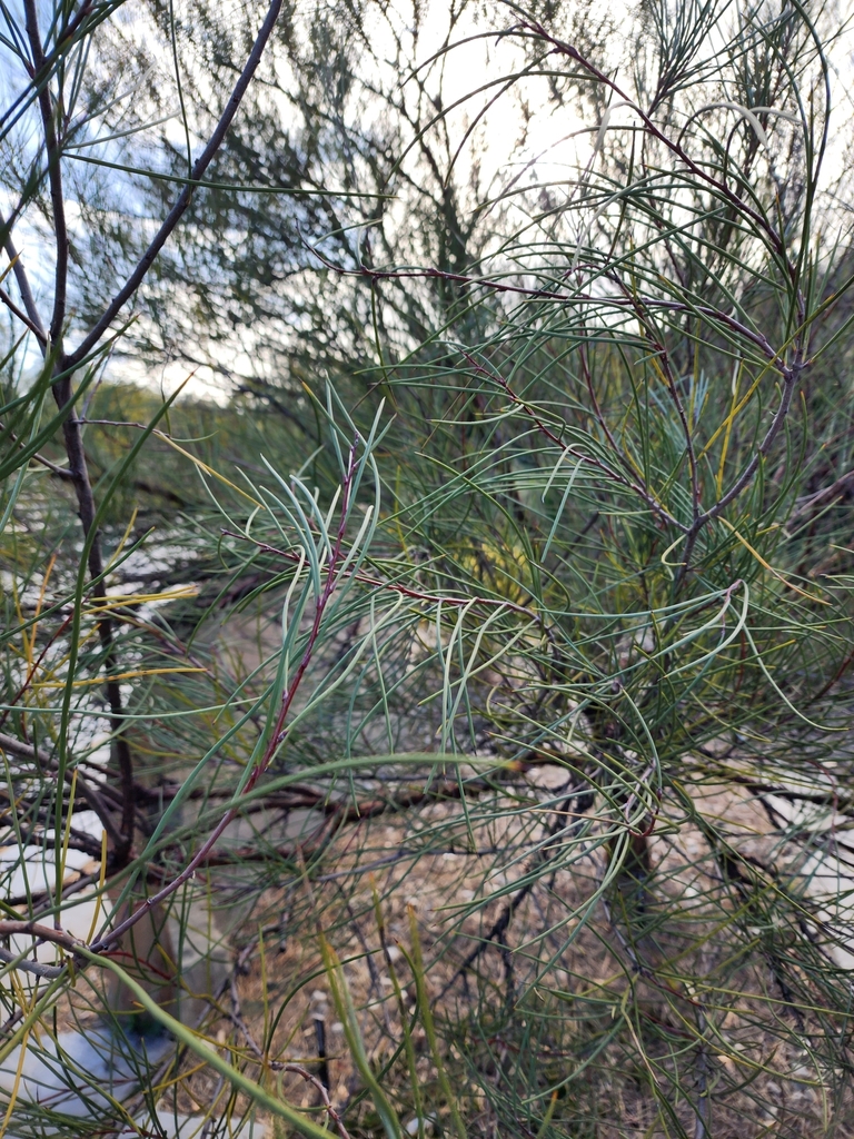 Observation from Hyrcanian Forests