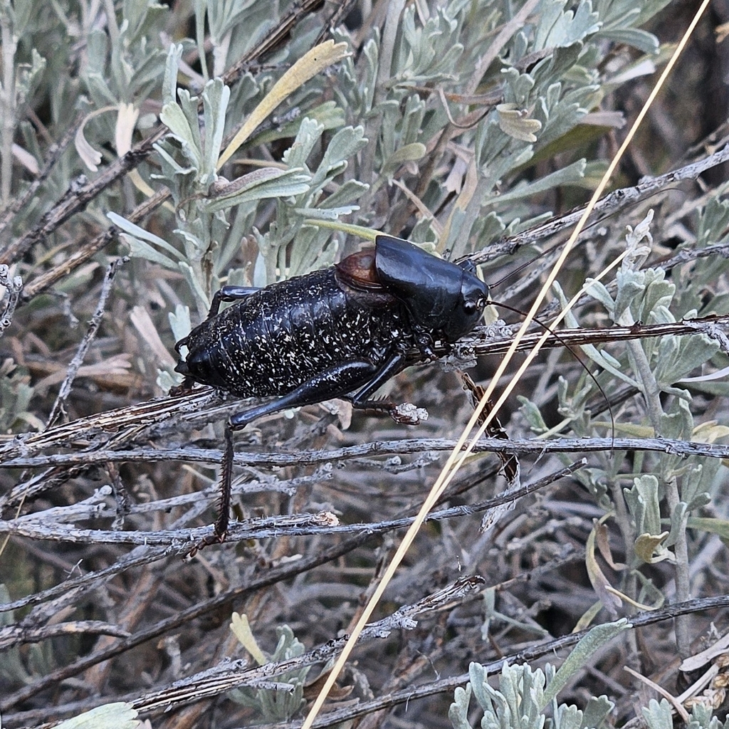 Observation from Hyrcanian Forests