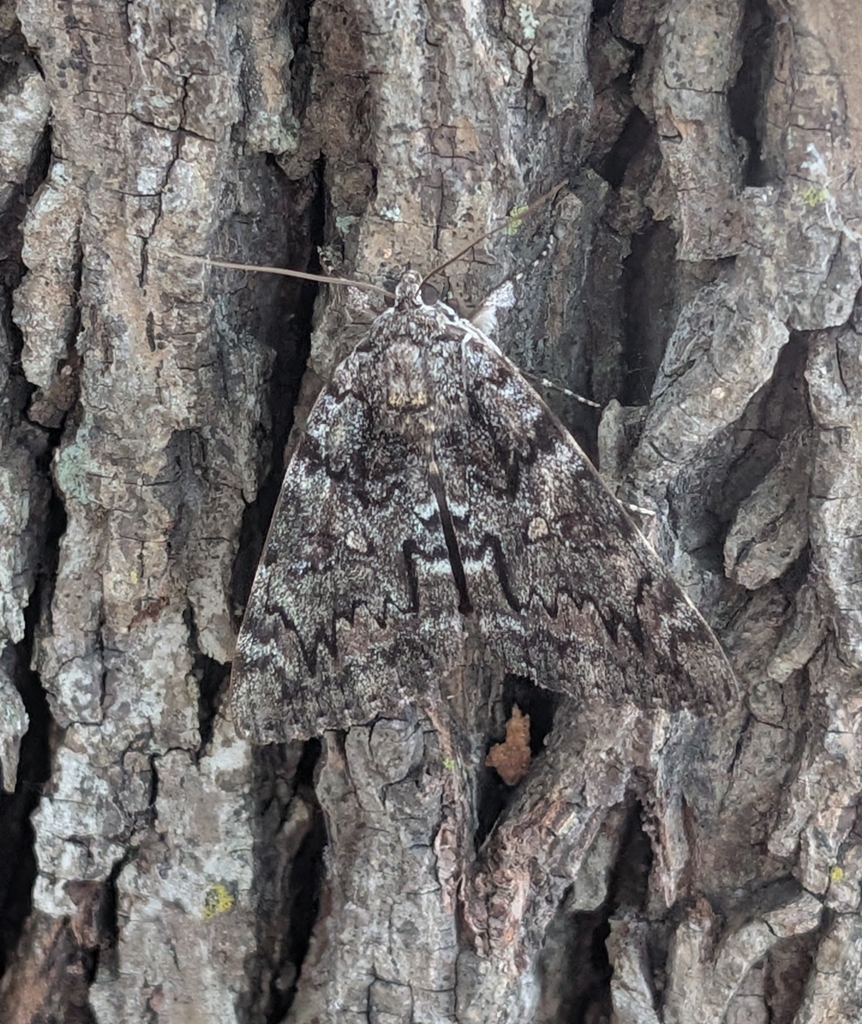 Observation from Hyrcanian Forests