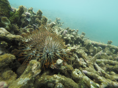 Acanthaster planci