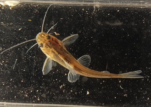 Broadhead dwarf catfish (Pimelodella laticeps) — Heptapteridae