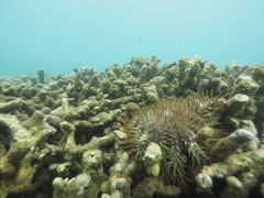 Acanthaster planci