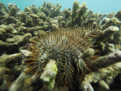 Acanthaster planci