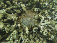 Acanthaster planci