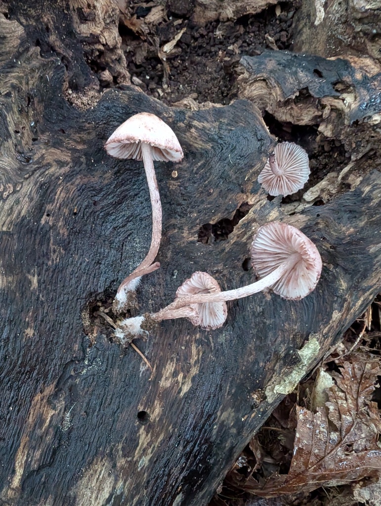Mycena haematopus · September 2025 · photo: © atsushi_nakajima_cirque (iNaturalist, cc-by)
