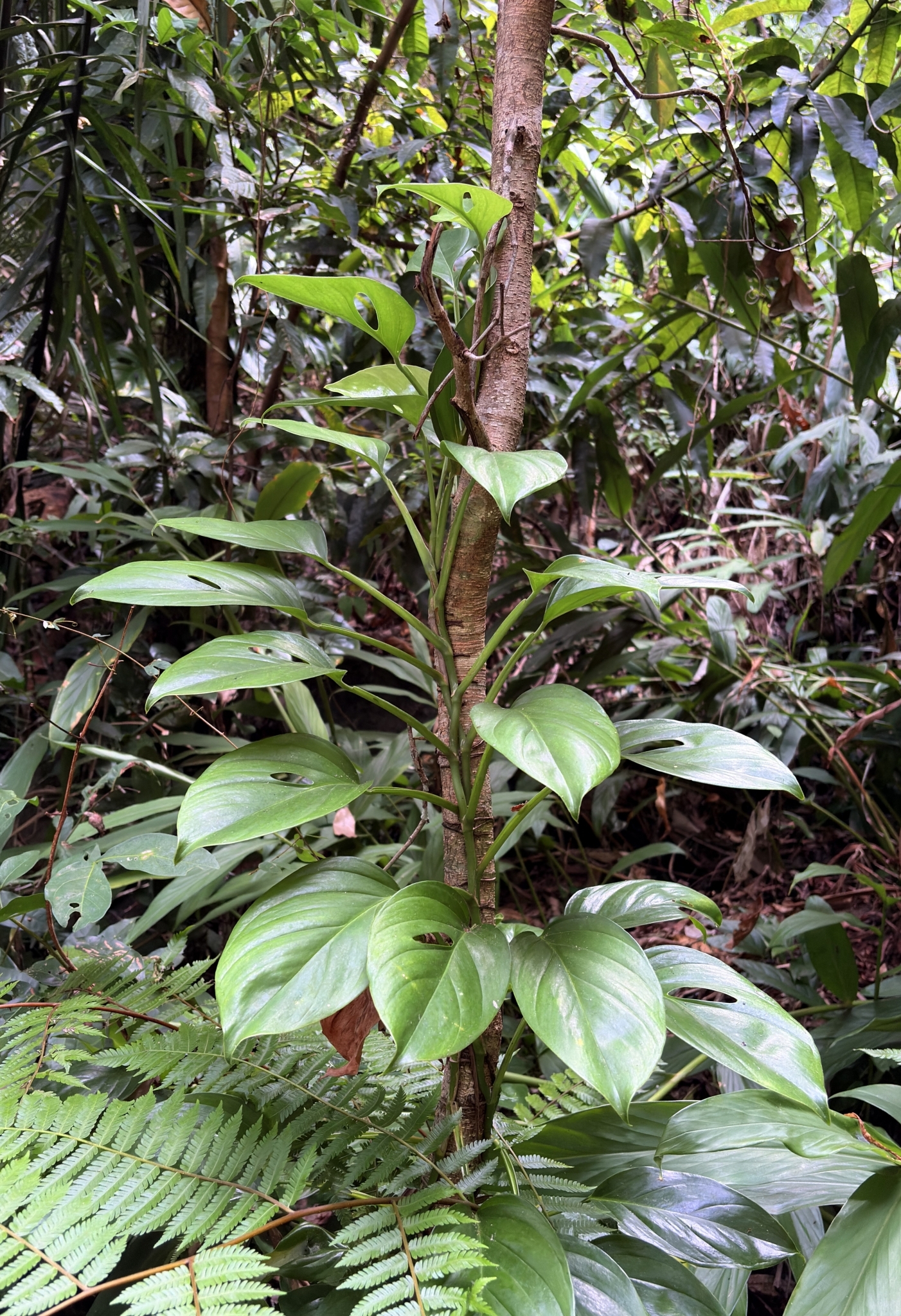 Monstera adansonii