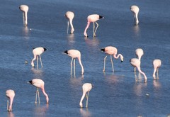 Phoenicoparrus andinus