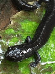 Plethodon elongatus
