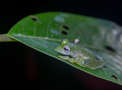 Teratohyla pulverata