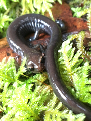 Plethodon elongatus