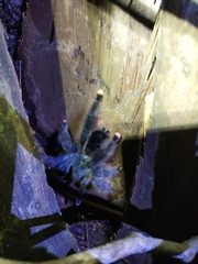 Avicularia avicularia