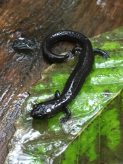 Plethodon elongatus