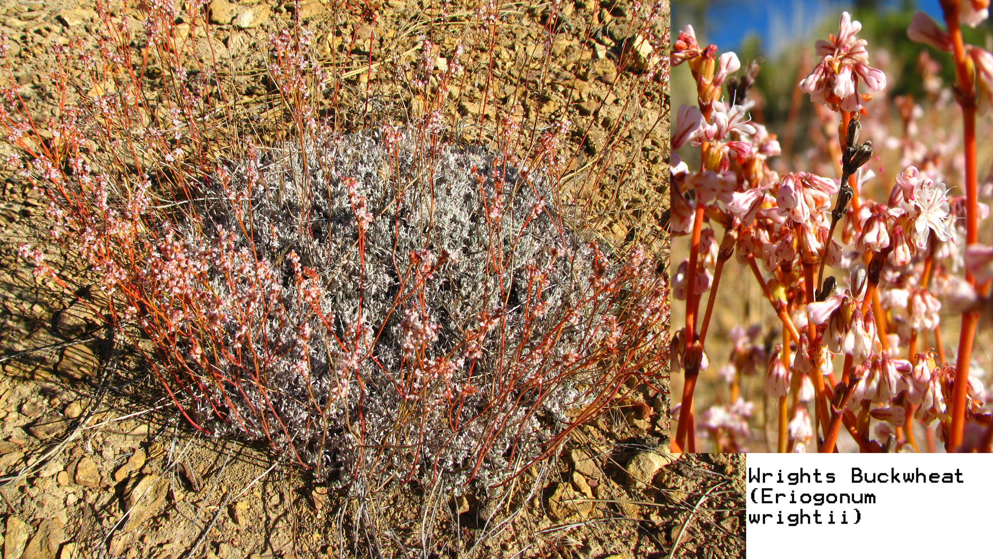 Eriogonum wrightii var. wrightii