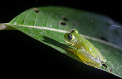 Teratohyla pulverata