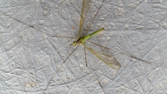 Leptotarsus viridis