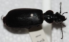 Gigadema bostocki