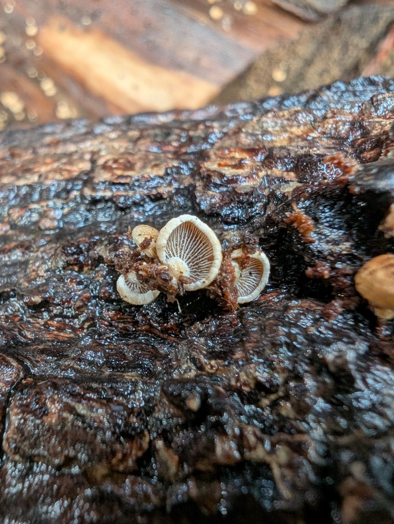 Panellus stipticus · September 2025 · photo: © atsushi_nakajima_cirque (iNaturalist, cc-by)
